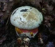 Satanspilz, Foto 23
