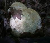 Satanspilz, Foto 35