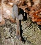 Sattellorchel, Foto 15