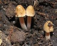 Säuerlichschmeckender Glockenschüppling, Foto 14