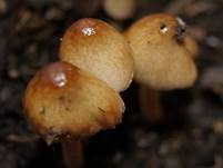 Säuerlichschmeckender Glockenschüppling, Foto 7