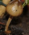 Säuerlichschmeckender Glockenschüppling, Foto 8
