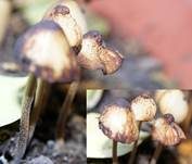 Säuerlichschmeckender Glockenschüppling, Foto 10