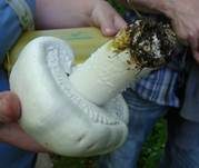 Schafchampignon, Foto 12