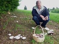 Schafchampignon, Foto 14