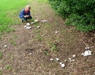 Schafchampignon, Foto 15