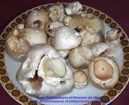 Schafchampignon, Foto 17