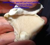 Schafchampignon, Foto 18