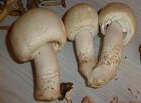 Schafchampignon, Foto 19