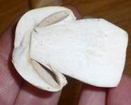 Schafchampignon, Foto 20