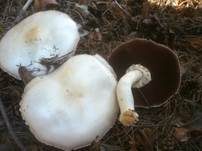Schafchampignon, Foto 21