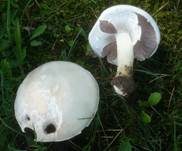 Schafchampignon, Foto 22