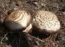 Schafchampignon, Foto 24