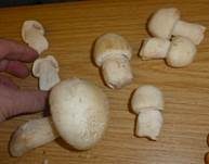 Schafchampignon, Foto 26