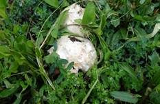 Schafchampignon, Foto 28