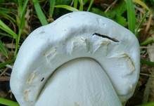 Schafchampignon, Foto 29