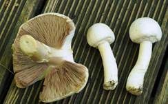 Schafchampignon, Foto 30