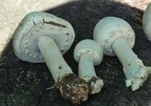 Schafchampignon, Foto 31