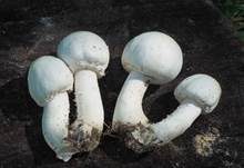 Schafchampignon, Foto 33