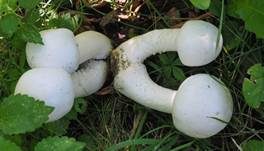 Schafchampignon, Foto 35