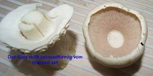 Schafchampignon, Foto 10