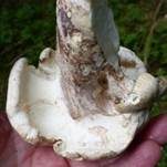 Schafporling, Foto 18