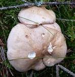 Schafporling, Foto 6