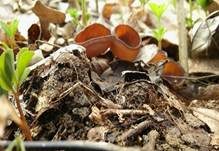 Scharbockskrautbecherling, Foto 8