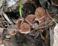 Scharbockskrautbecherling, Foto 10
