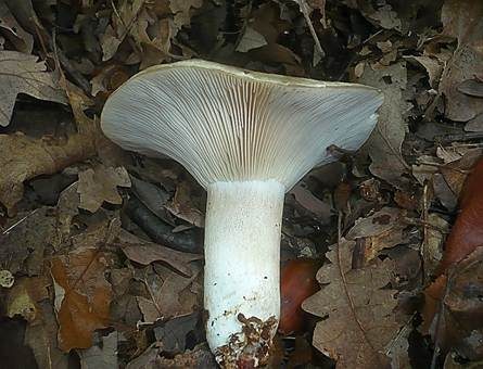 Scharfblättriger Schwärztäubling, Foto 3