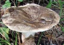 Scharfblättriger Schwärztäubling, Foto 4