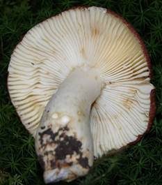 Scharfer Brauntäubling, Foto 4