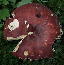 Scharfer Brauntäubling, Foto 6