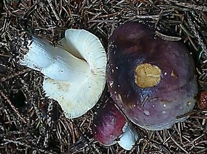 Scharfer Glanztäubling, Foto 2