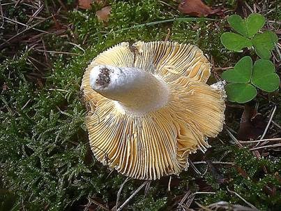 Scharfer Glanztäubling, Foto 3