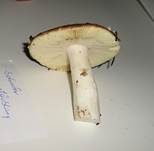 Scharfer Glanztäubling, Foto 14