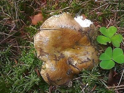 Scharfer Glanztäubling, Foto 4