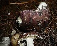 Scharfer Glanztäubling, Foto 7