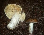 Scharfer Glanztäubling, Foto 10
