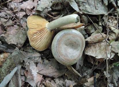 Scharfer Haselmilchling, Foto 2