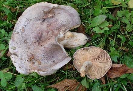 Scharfer Haselmilchling, Foto 3