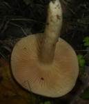 Scharfer Haselmilchling, Foto 12
