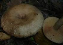 Scharfer Haselmilchling, Foto 13