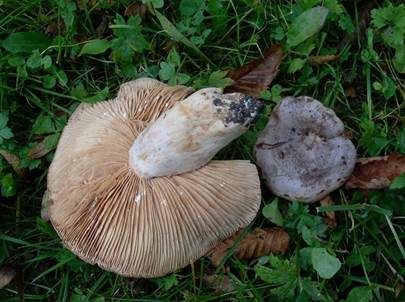 Scharfer Haselmilchling, Foto 4