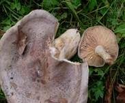 Scharfer Haselmilchling, Foto 5