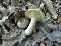 Scharfer Haselmilchling, Foto 6