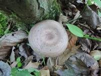 Scharfer Haselmilchling, Foto 8
