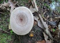 Scharfer Haselmilchling, Foto 9