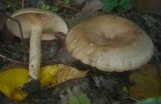 Scharfer Haselmilchling, Foto 11