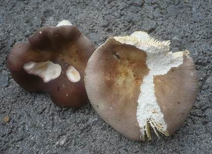 Scharfer Honigtäubling, Foto 4